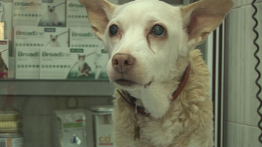 Proteja o seu Cão das Parasitoses