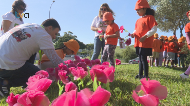 Alunos da Encosta do Sol Pintam Rotundas de Cravos para Celebrar 25 de Abril