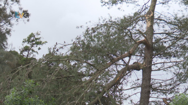 Depressão Martinho Provoca Quedas de Árvores e Estruturas com Rajadas de Vento a 114 km/h