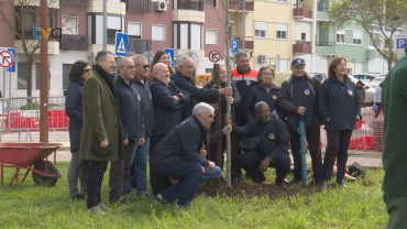 Academia Sénior Proteção Civil Planta Árvores no Parque Central