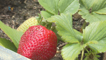 A Horticultura como Motor de Inclusão