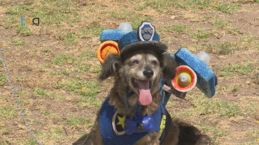 Pet Market Junta Famílias e Associações no Parque do Neudel