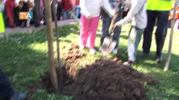 Plantação de Árvores nas Escolas 