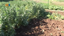 Horta Urbana na Falagueira - Venda Nova - Um Projecto em Comunidade