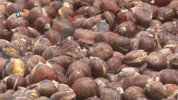 Amadora Celebra Magusto Com Castanha e Água Pé